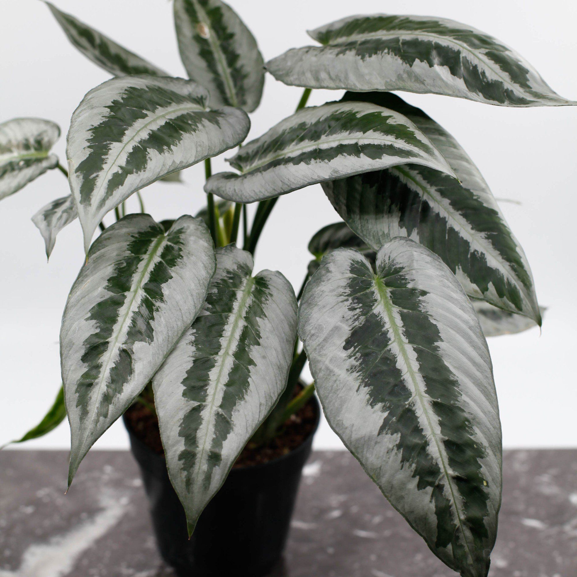 Sortera efter Växtart