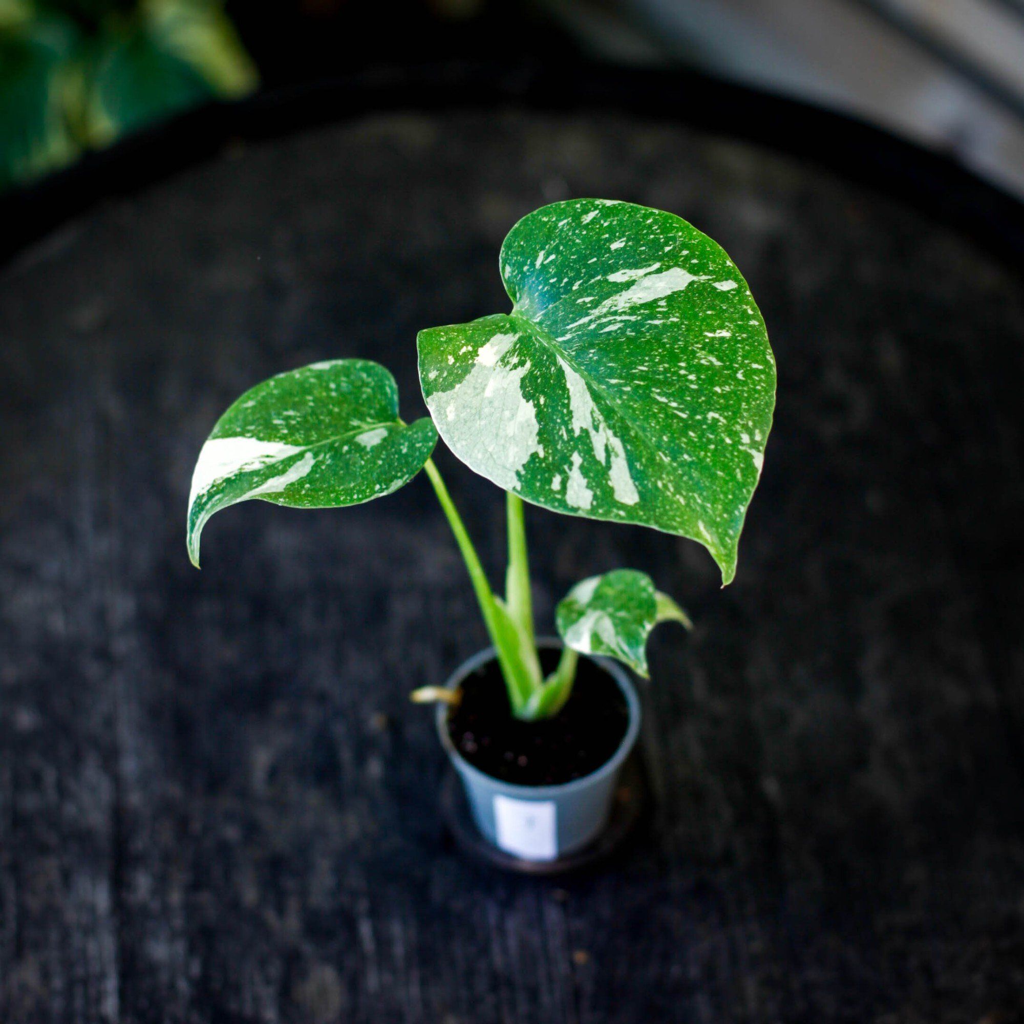 Sortera efter Växtart