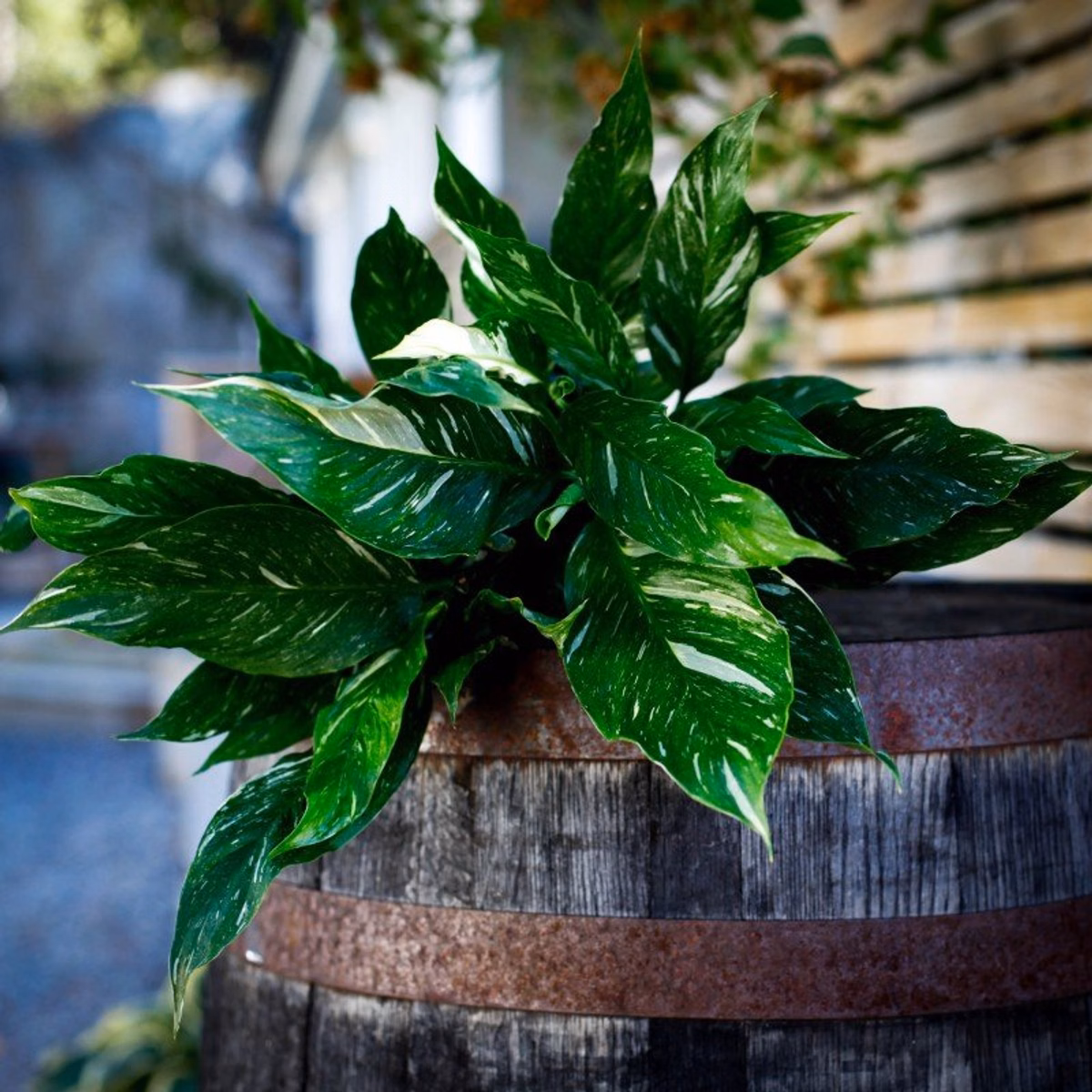 Fredskalla (Spathiphyllum) – skötsel, vattning & blomning