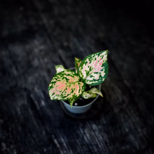 Sortera efter krukstorlek