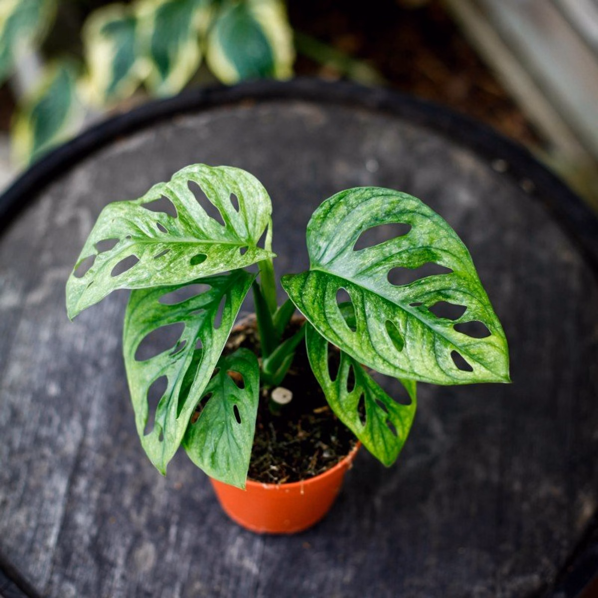 Philodendron eller Monstera? Så ser du skillnaden