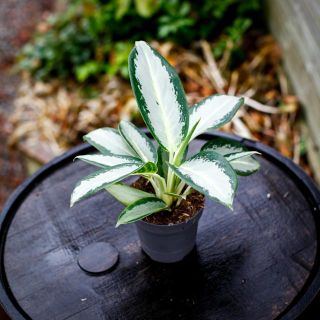 Aglaonema 'Silver Blue' 12 cm