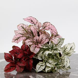 Hypoestes vit 8,5 cm