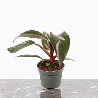Philodendron 'Pink Princess' 6 cm RÄDDA MIG
