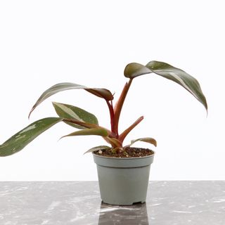 Philodendron 'Pink Princess' 6 cm RÄDDA MIG