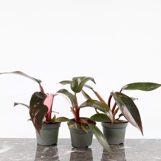 Philodendron 'Pink Princess' 6 cm RÄDDA MIG
