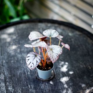 RÄDDA MIG! Begonia rex 'Chayo'