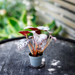RÄDDA MIG! Begonia rex 'Chayo'