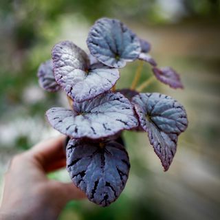 RÄDDA MIG! Begonia rex 'Chayo'