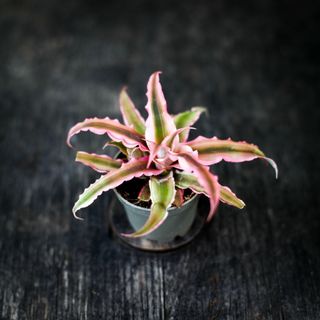RÄDDA MIG! Cryptanthus 'Pink Star'