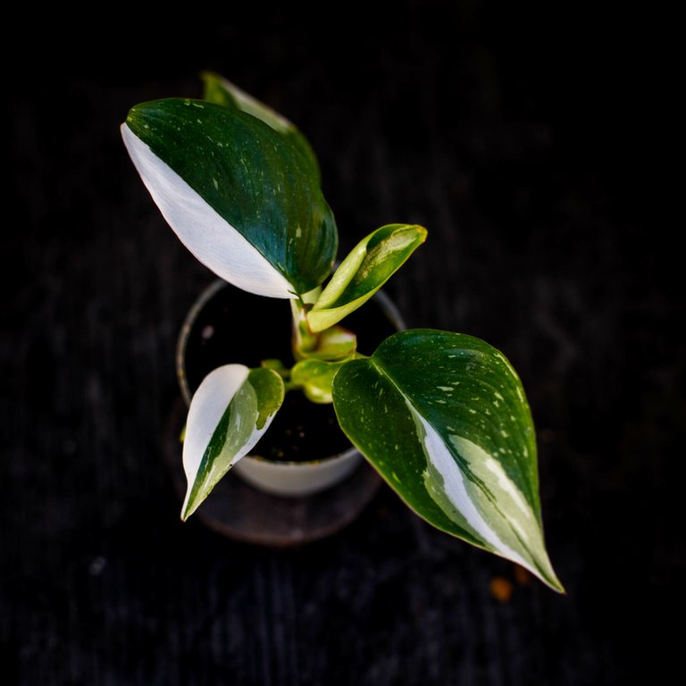 Philodendron 'White Princess' 6 cm RÄDDA MIG