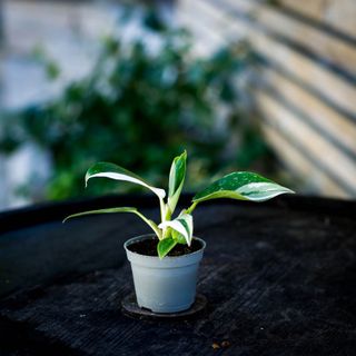 RÄDDA MIG! Philodendron 'White Princess' 6 cm