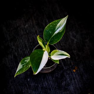 RÄDDA MIG! Philodendron 'White Princess' 6 cm