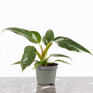 RÄDDA MIG! Philodendron 'White Princess' 6 cm