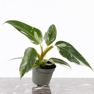 RÄDDA MIG! Philodendron 'White Princess' 6 cm