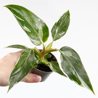 RÄDDA MIG! Philodendron 'White Princess' 6 cm