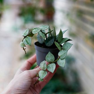 RÄDDA MIG! Hoya 'Super Silver' 6 cm