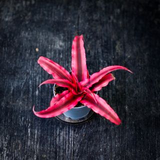 Cryptanthus 'Rubin Star'