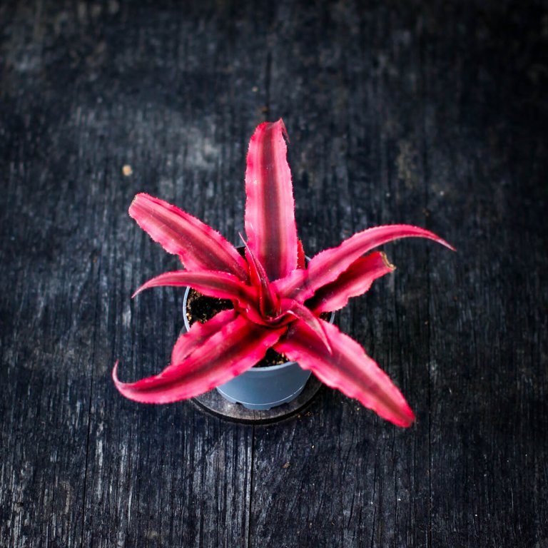 Cryptanthus 'Rubin Star' 6 cm