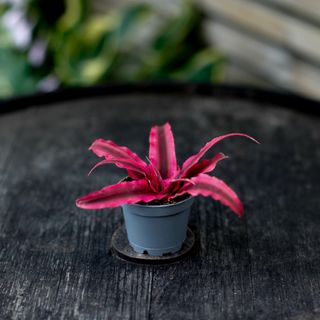 Cryptanthus 'Rubin Star'