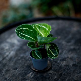 RÄDDA MIG! Calathea 'Green'