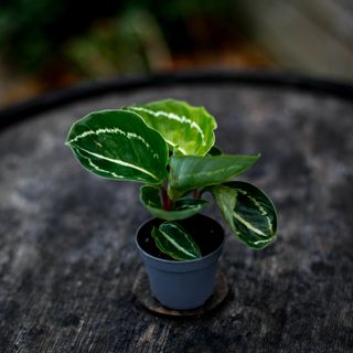 RÄDDA MIG! Calathea 'Green'