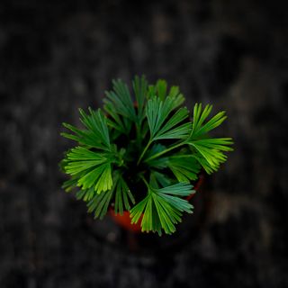 RÄDDA MIG! Actiniopteris australis