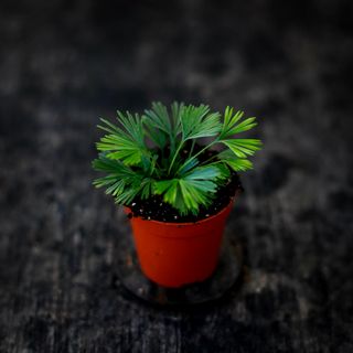 RÄDDA MIG! Actiniopteris australis