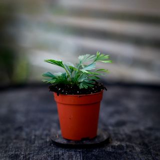 RÄDDA MIG! Actiniopteris australis