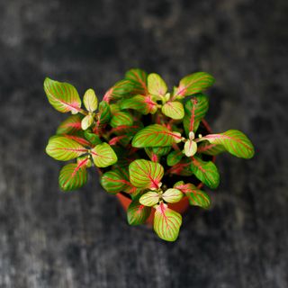 Fittonia 'Bubble Green' 8,5cm