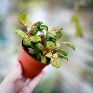 Fittonia 'Bubble Green' 8,5cm