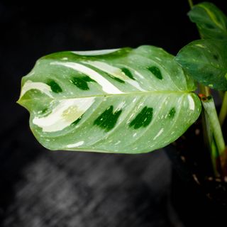 Maranta leuconeura 'Variegata'