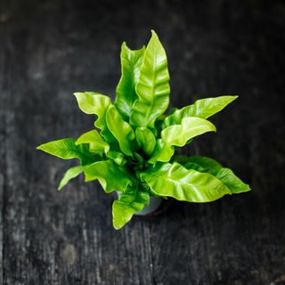 Asplenium 'Crispy Wave'