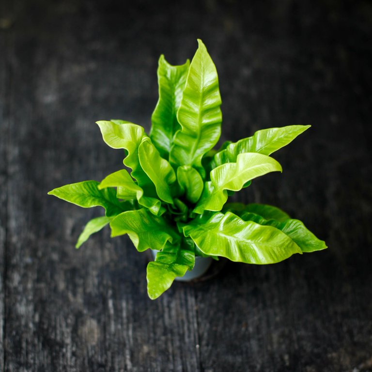 Asplenium 'Crispy Wave' 6 cm