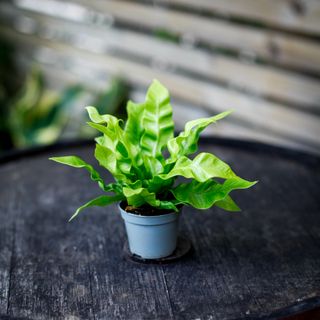 Asplenium 'Crispy Wave'