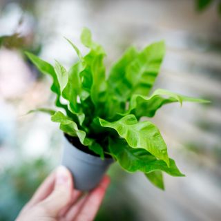 Asplenium 'Crispy Wave'