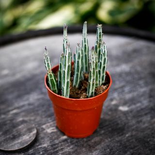 Kleinia stapeliiformis 5,5 cm