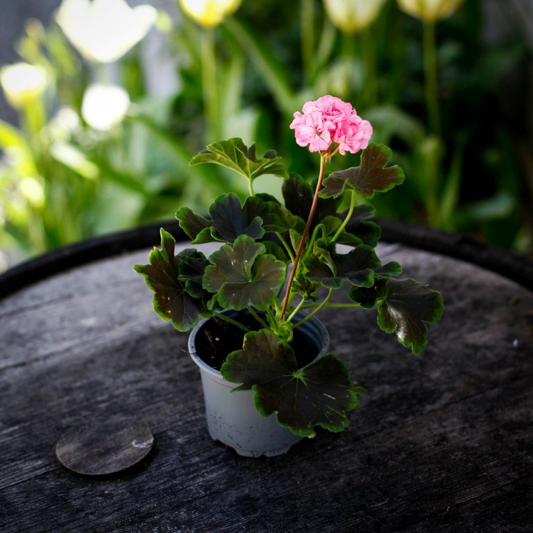 Pelargonium 'Odensjö Tusen och en Natt' 8 cm