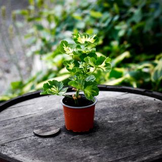 Pelargonium 'A Happy Thought' 8 cm