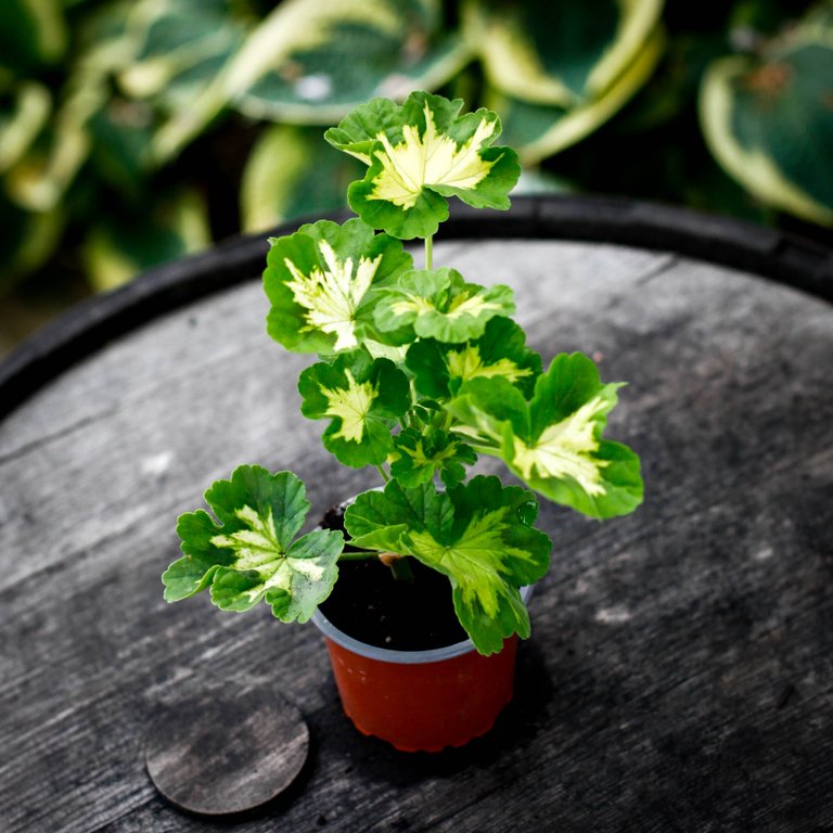 Pelargonium 'A Happy Thought' 8 cm