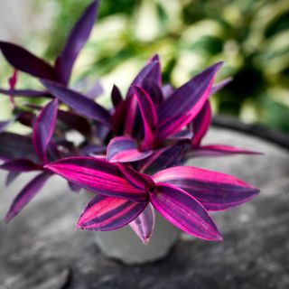 Tradescantia pallida 'Pink Stripe' 12 cm RÄDDA MIG