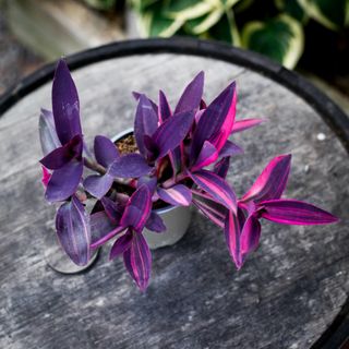 Tradescantia pallida 'Pink Stripe' 12 cm RÄDDA MIG