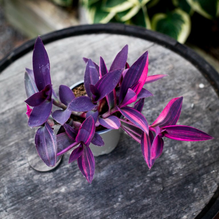 Tradescantia pallida 'Pink Stripe' 12 cm