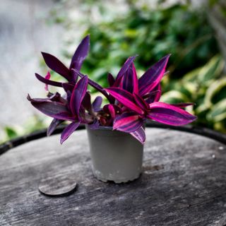 Tradescantia pallida 'Pink Stripe' 12 cm RÄDDA MIG
