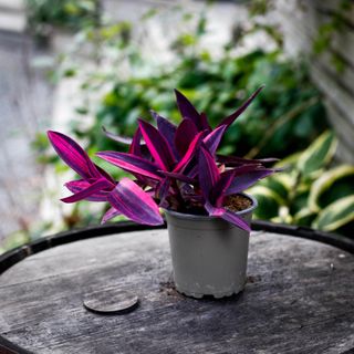 Tradescantia pallida 'Pink Stripe' 12 cm RÄDDA MIG