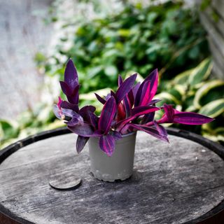 Tradescantia pallida 'Pink Stripe' 12 cm RÄDDA MIG