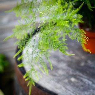 Asparagus setaceus - Fjädersparris 6 cm
