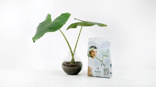 Lecakulor 4L - Jordförbättring - Nelson Garden