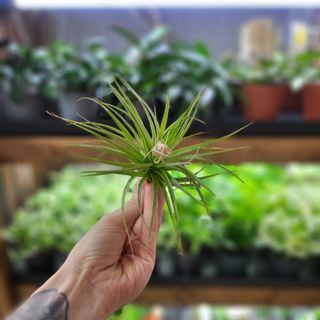 Tillandsia 'Cotton Candy'