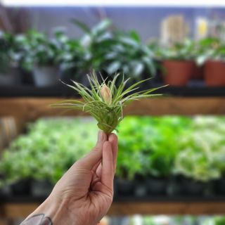 Tillandsia 'Cotton Candy'